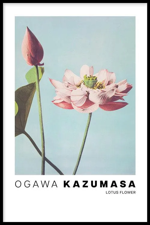 Ogawa Kazumasa - Lotus Flowers