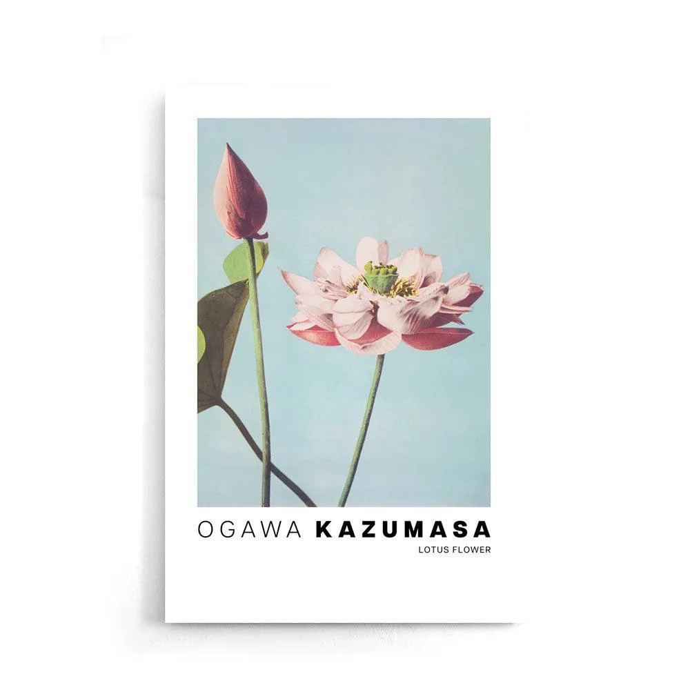 Ogawa Kazumasa - Lotus Flowers