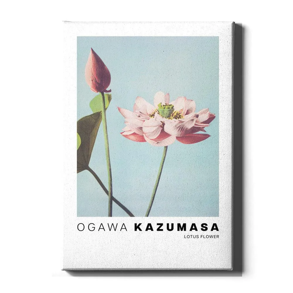 Ogawa Kazumasa - Lotus Flowers