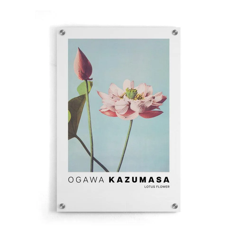 Ogawa Kazumasa - Lotus Flowers