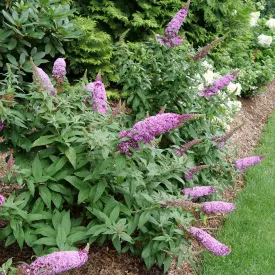 Pugster Pink® Butterfly Bush