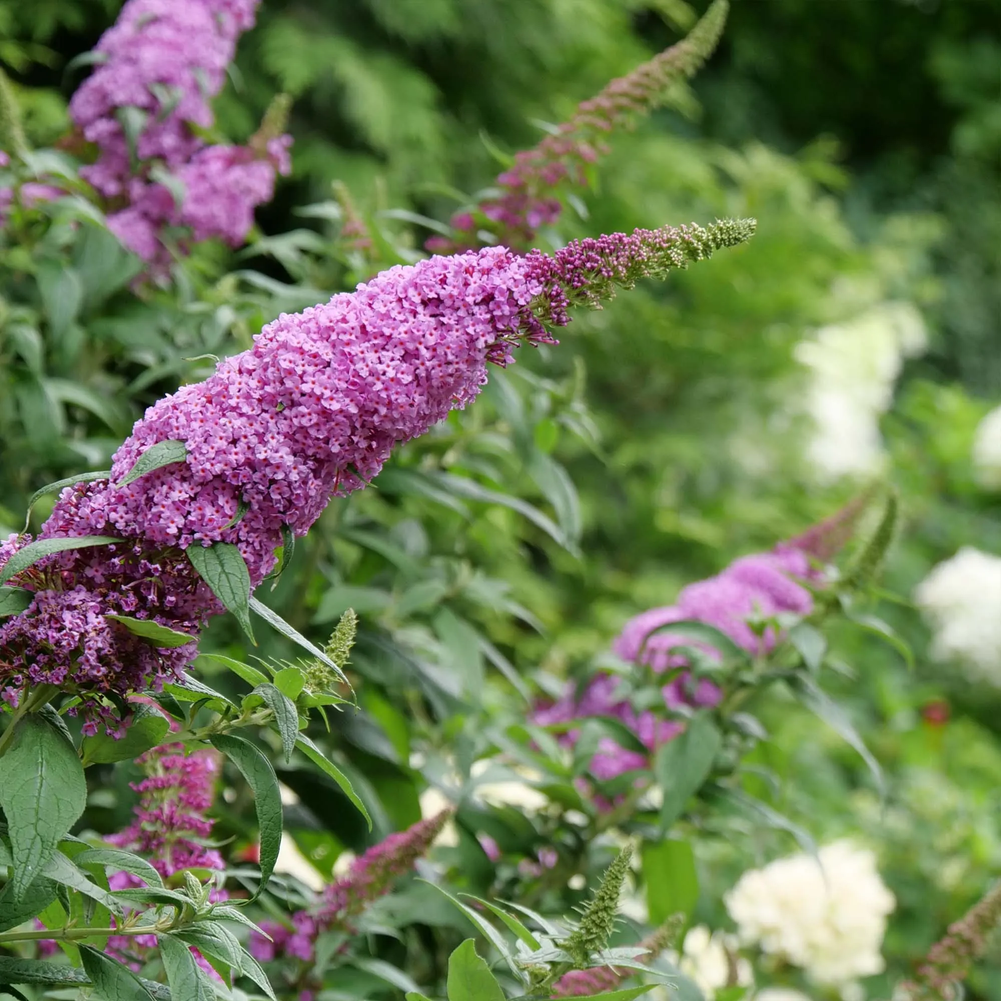 Pugster Pink® Butterfly Bush