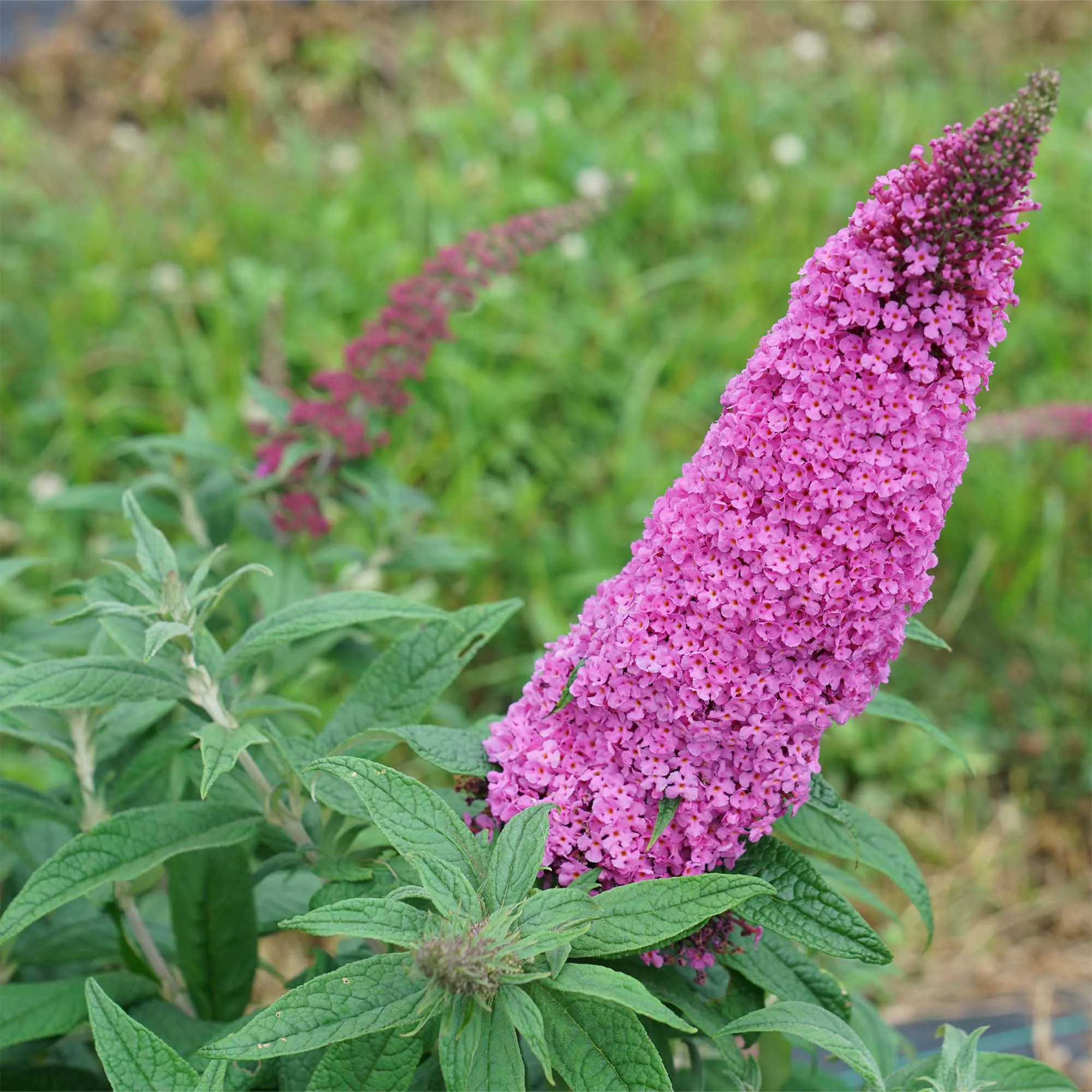 Pugster Pink® Butterfly Bush